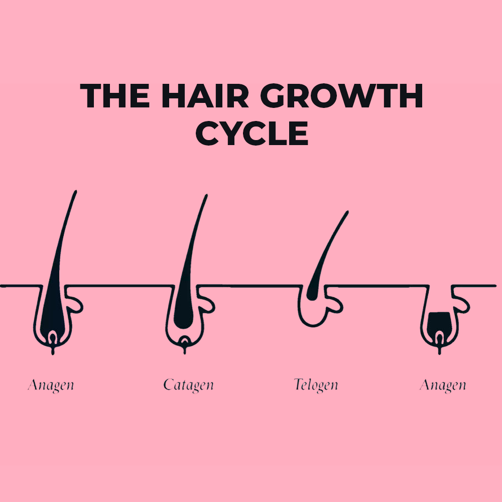 A Guide On The Hair Growth Cycle And The Stages Of Hair Growth – MyCocoSoul